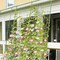 2 Pcs Artificial Morning Glory Vines – 15 ft Silk Hanging Pink & Green Vines for Home, Wall, Fence, Stairway, Wedding & Outdoor Décor